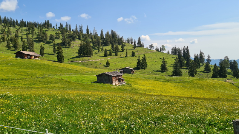 Traditional Tyrolean barns in rolling Alpine meadows at Äuelalm on a self-guided Adlerweg holiday with Alpine Exploratory