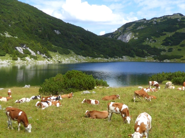 Cows on the Adlerweg