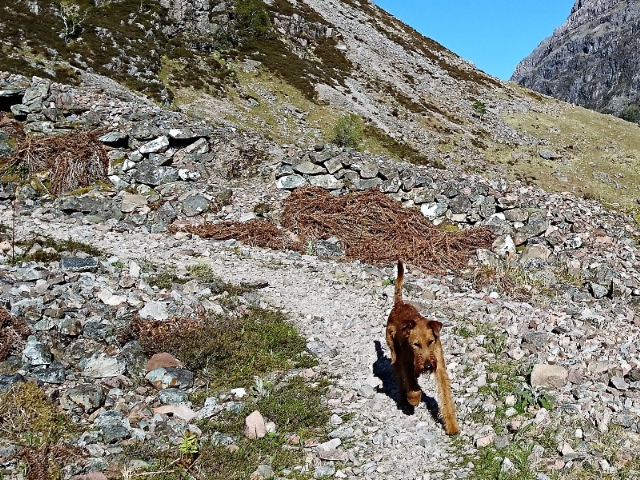 A dog walking in Glen Coe